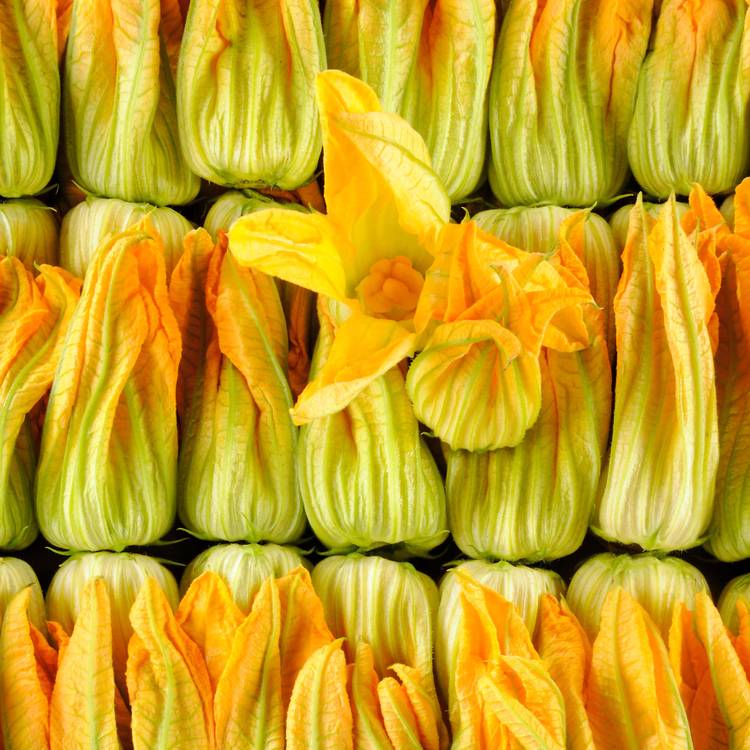 La Fleur de courgette