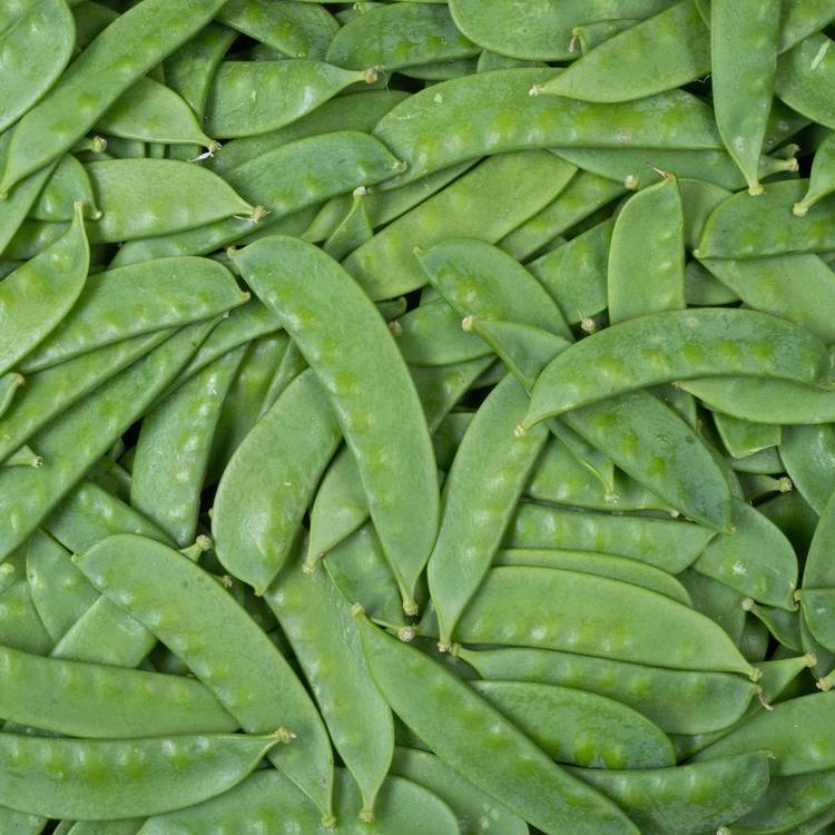 Les Pois mange-tout extra fins