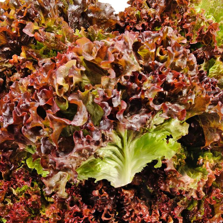 La Salade batavia rouge