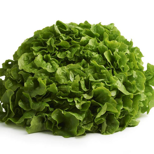 La Feuille de chêne verte