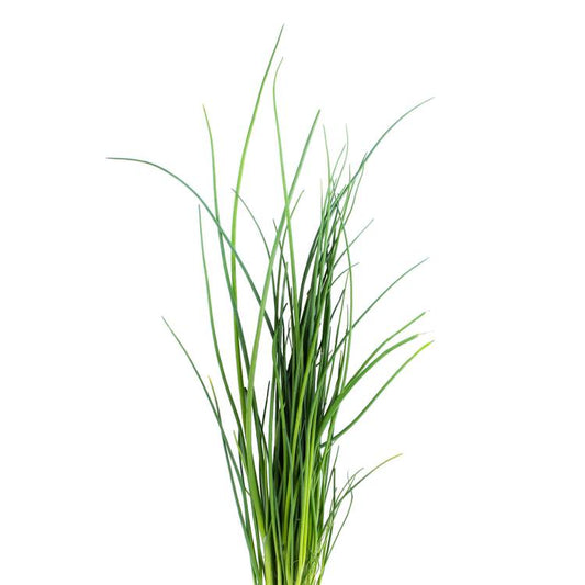La Ciboulette en pot HVE