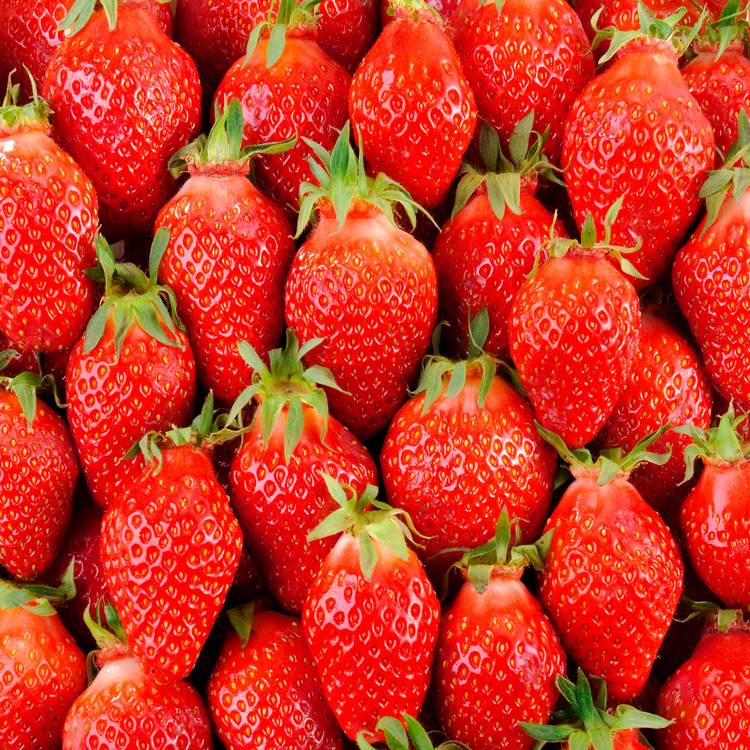 La Fraise gariguette "sélection"