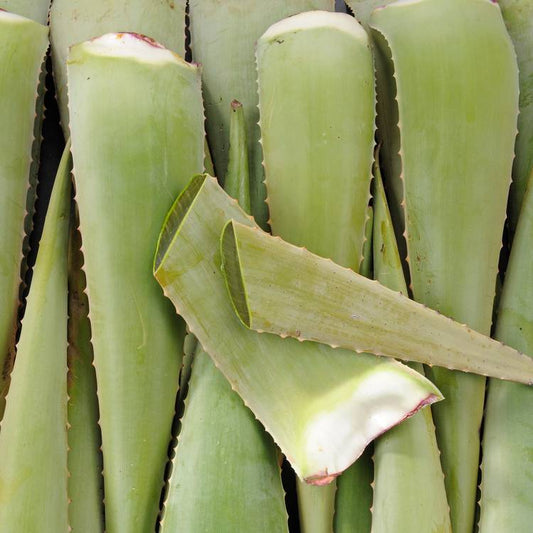 La Feuille d'Aloe vera