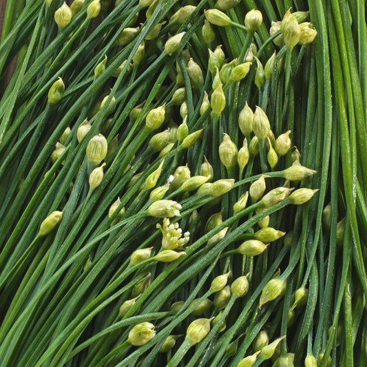 La Fleur d'ail
