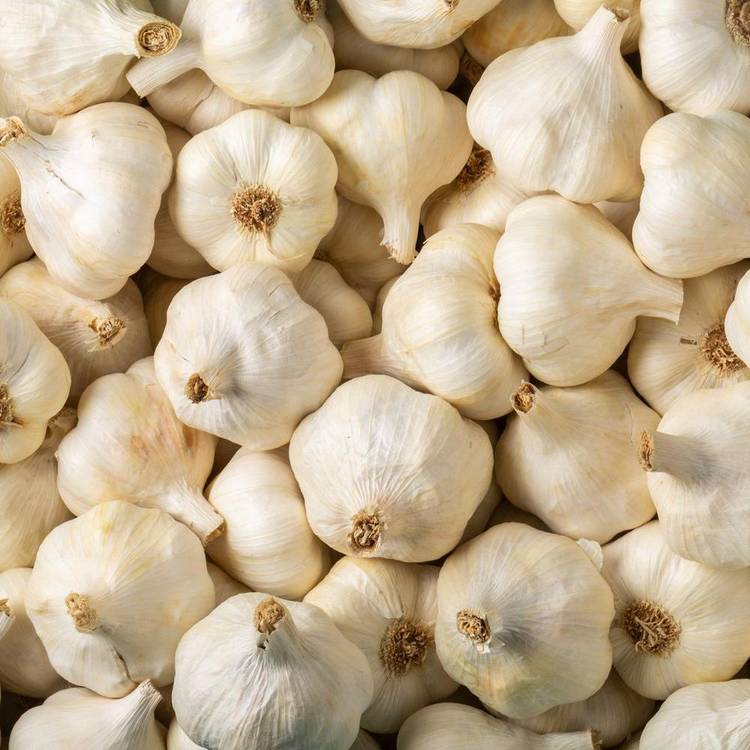 L'Ail blanc/violet BIO