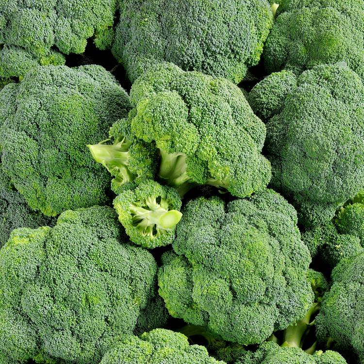 Le Brocoli