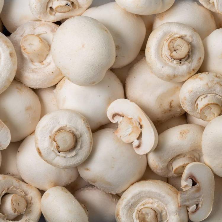 Le Champignon géant