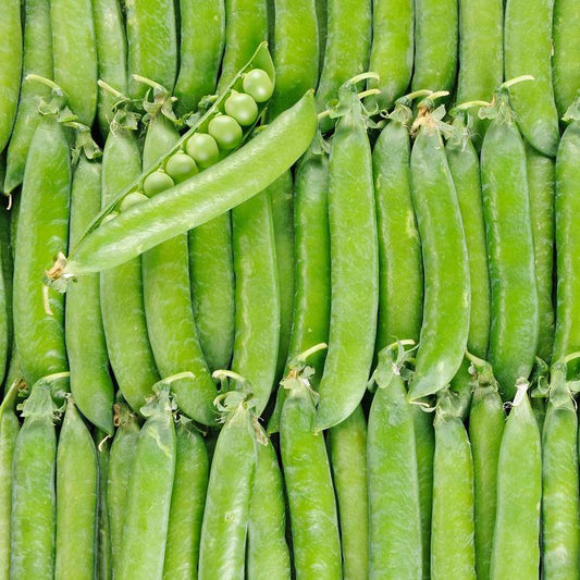 Le Petit pois BIO