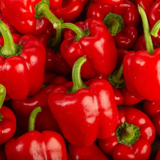Le Poivron (rouge, jaune ou vert)