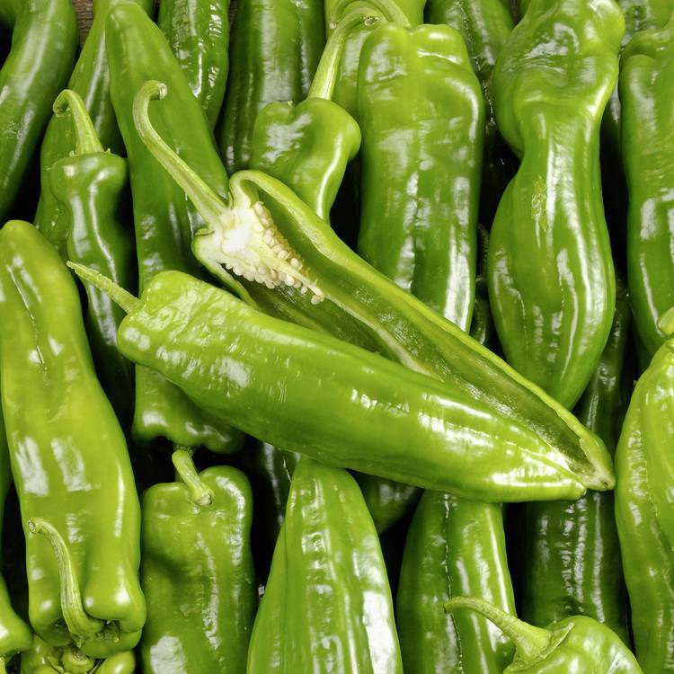Le Poivron vert corne de boeuf