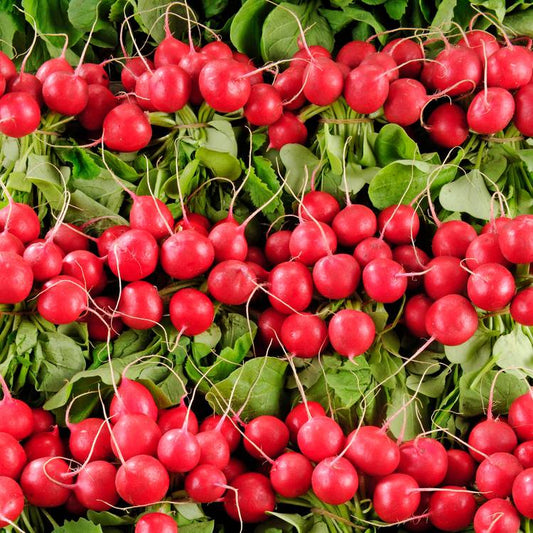 Le Radis botte rouge