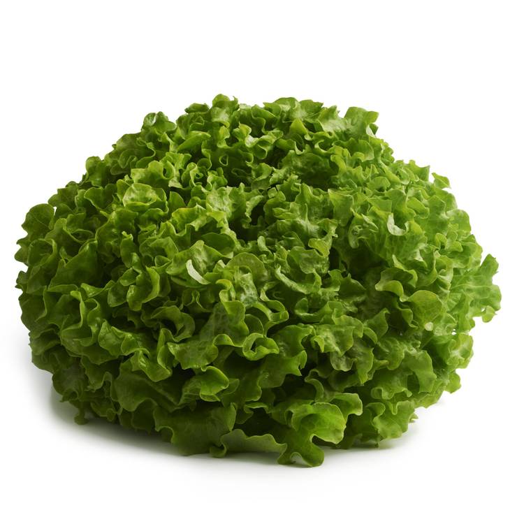 La Salade batavia verte