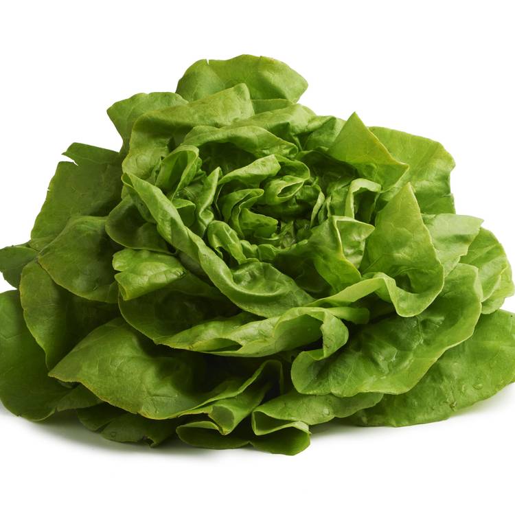 La Salade laitue verte