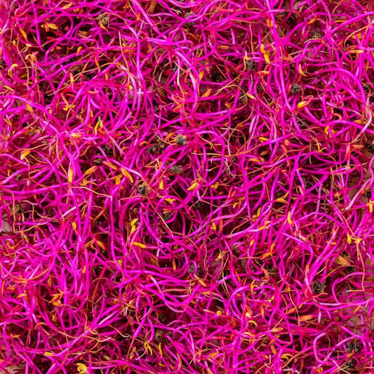 Les Graines germées de betteraves rouges HVE