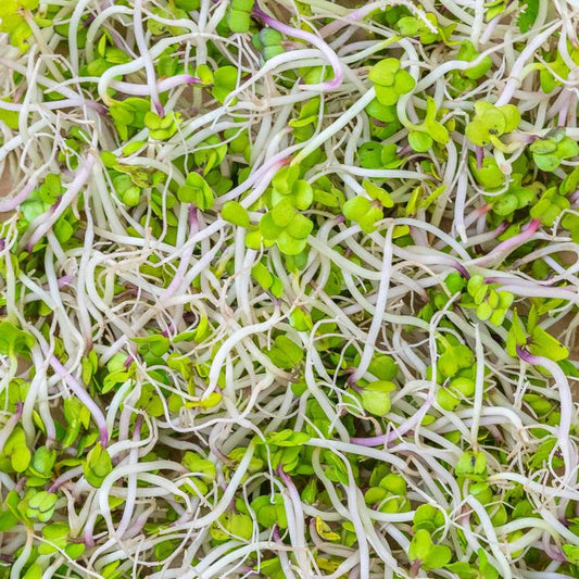 Les Graines germées d'alfalfa
