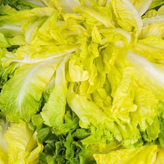 La Salade scarole