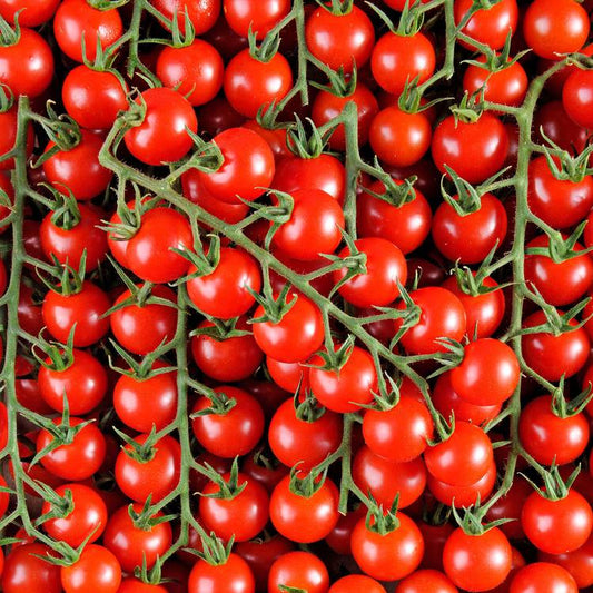 La Tomate cerise rouge grappe HVE du "Jardin de Rabelais"