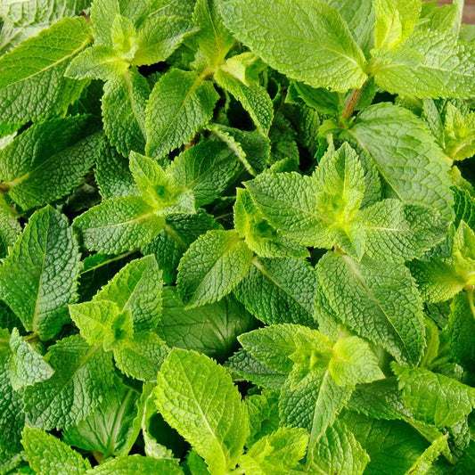 La Menthe
