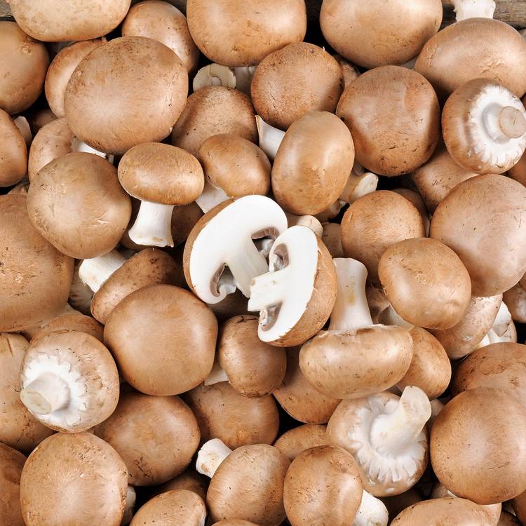 Le Champignon brun BIO