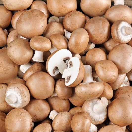 Le Champignon brun BIO